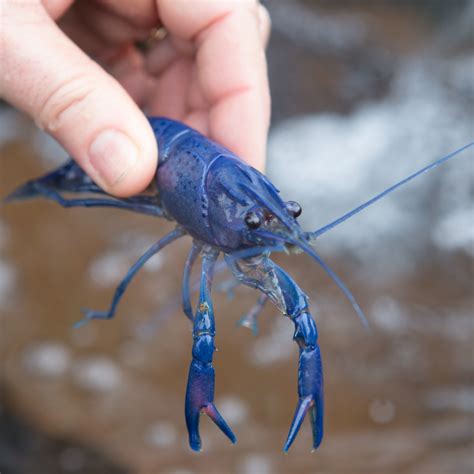 On average , one can expect over 100 babies from a single hatch. . Blue marron crayfish for sale